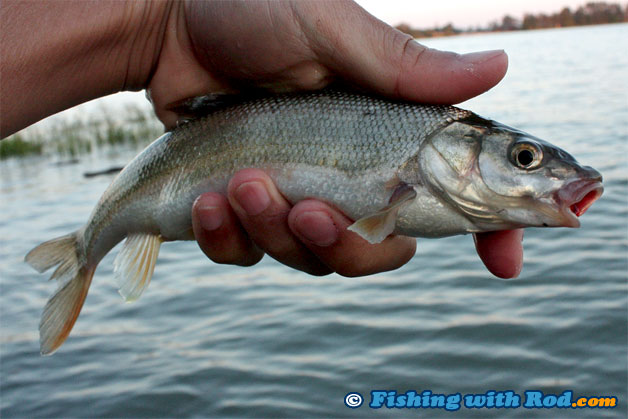 peamouth chub in the Fraser River