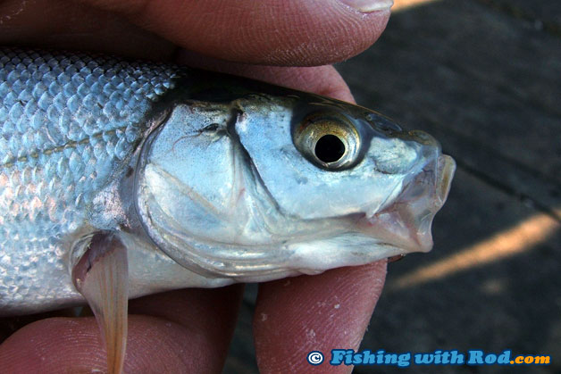 Species such as peamouth chub has a small mouth, therefore a small hook is best