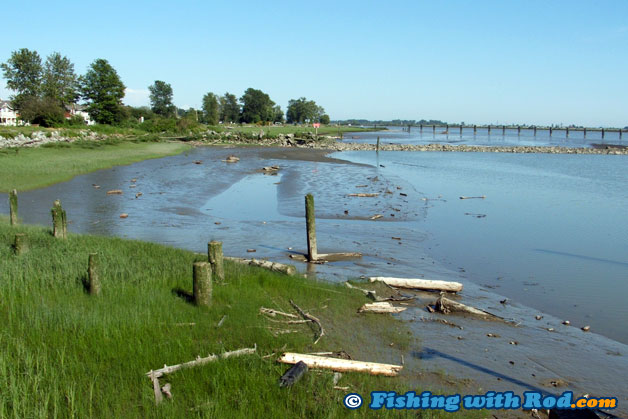 These wooden pilings, which are fantastic structures for fish, are underwater during high tides