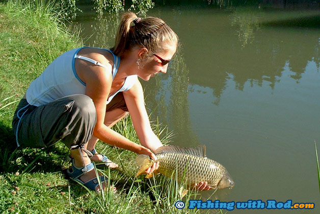 A beautiful common carp being released after a lengthy fight