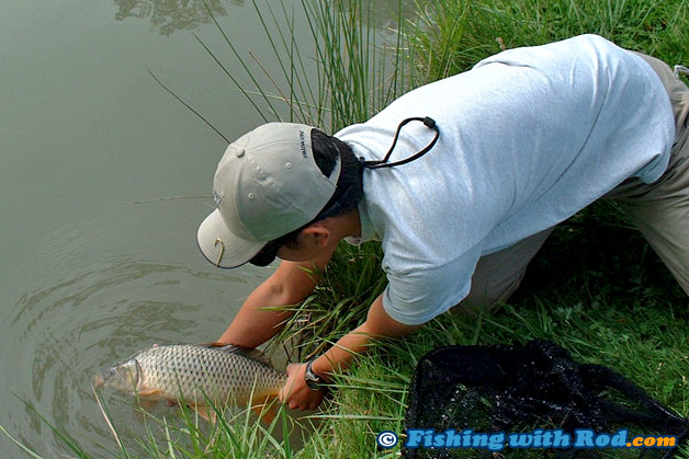 Releasing a common carp