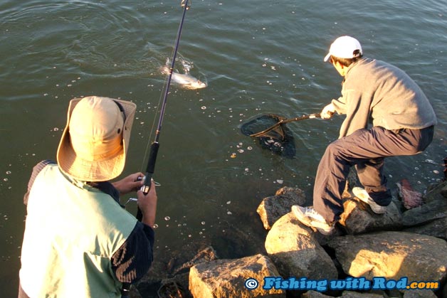 Landing a pink salmon can be done easily with a proper landing net