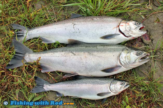 Two adult coho salmon and a jack coho salmon