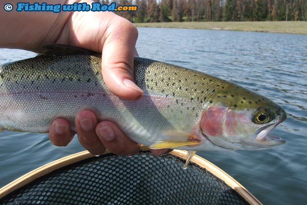 Rainbow trout caught on a chironomid pattern