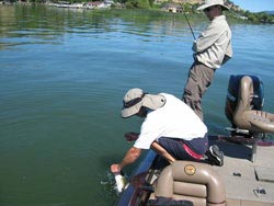 Landing a largemouth bass