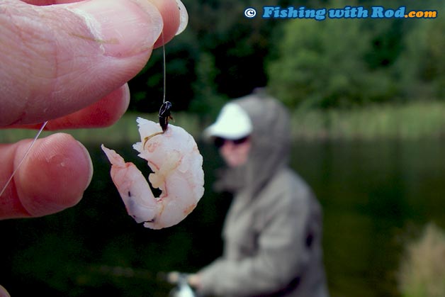 Deli shrimp that is threaded onto a hook is a good bait for rainbow trout