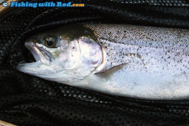 Stocked rainbow trout can be found in lakes near Vancouver from March to November