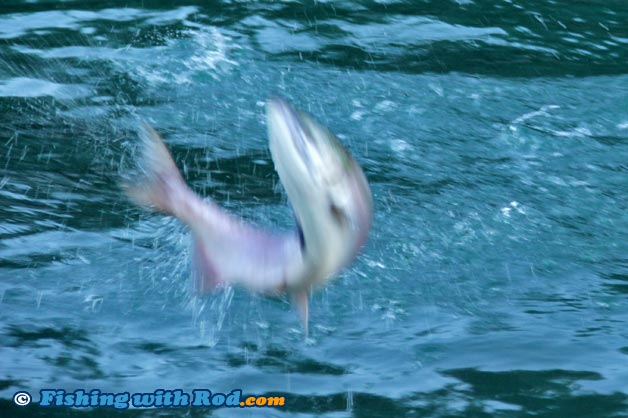 Blurry salmon jumping photograph