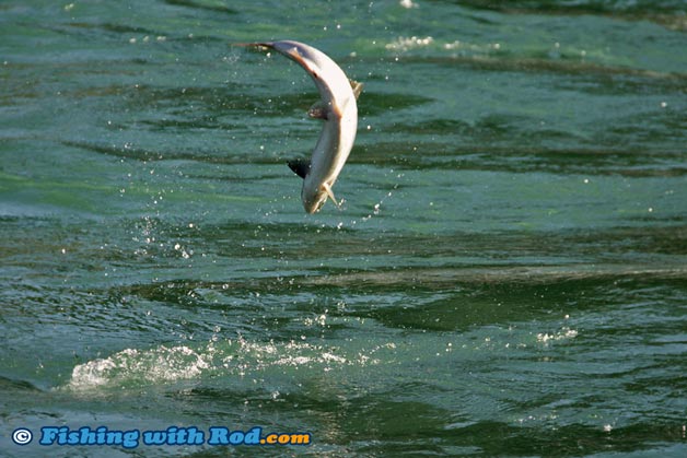 Leaping sockeye salmon