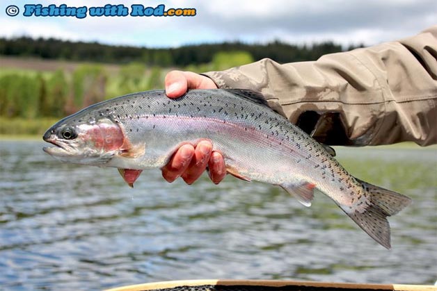 This beautiful rainbow trout is not too big, so one hand is used to bring out its best features