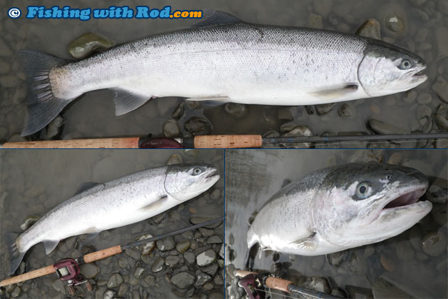 A winter steelhead photograph taken at three different angles