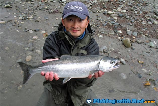 A hatchery marked coho salmon from Chilliwack River