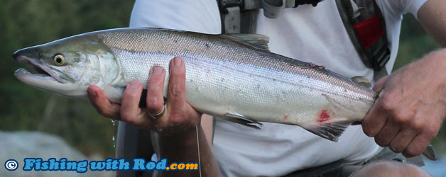 sockeye salmon