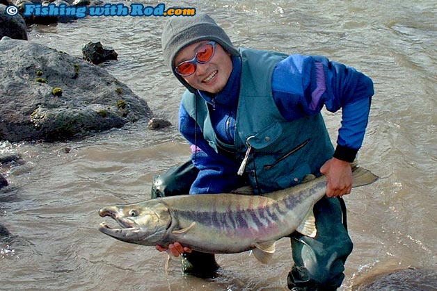 A big male chum salmon from British Columbia