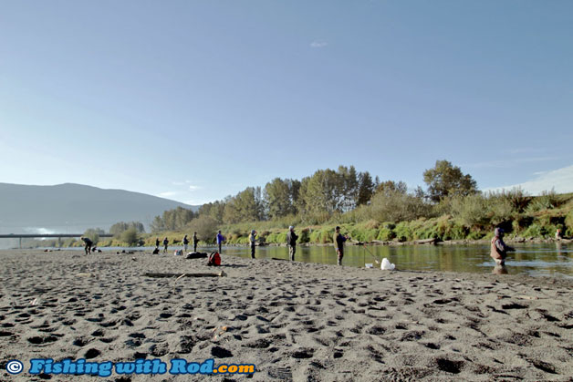 Chilliwack River fishing crowd 