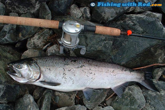 Hatchery coho salmon caught on salmon roe