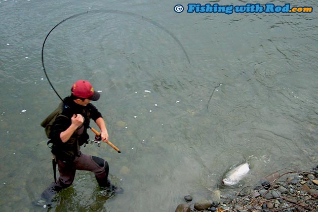 Landing a large coho salmon