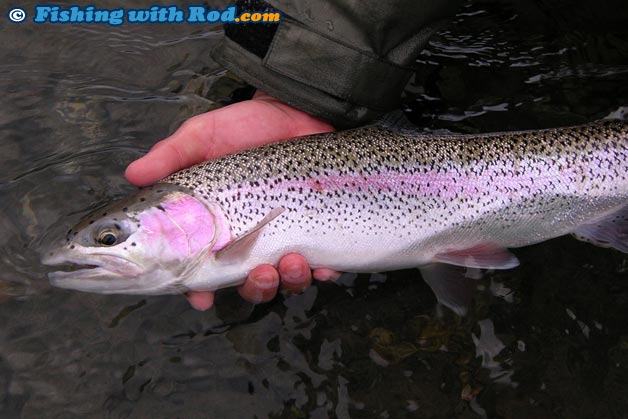 Rainbow trout such as this beautiful specimen are rare when fishing in the winter in Southwestern BC