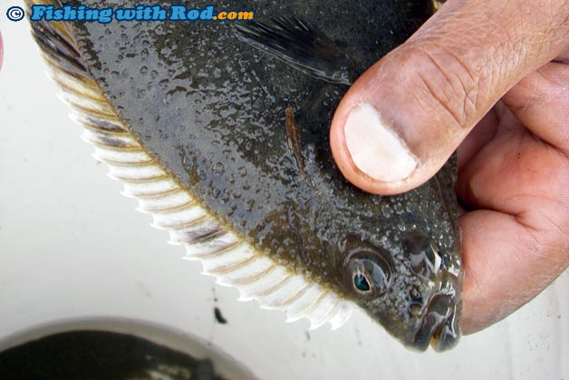 Starry flounder from Vancouver