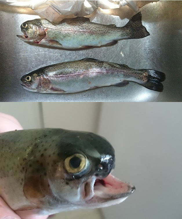 A trout with a cleft lip