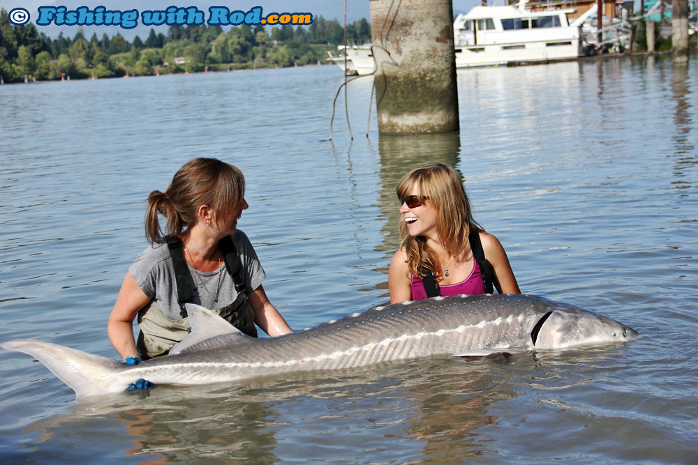 Angling for Sturgeon in Canadian waters - The Fishing Website