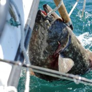 Gaffing and Roping the Halibut