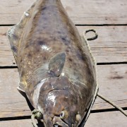 A “Chicken” Size Halibut