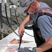 Guide Gord Gavin Cleaning and filleting Halibut