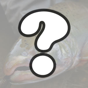 Mystery fish contest