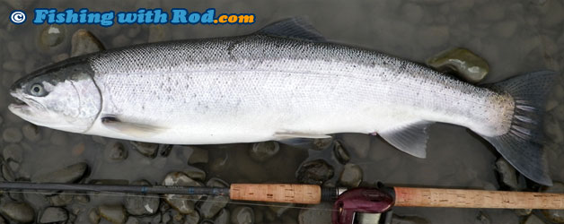 Steelhead