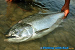 Fraser River chinook salmon
