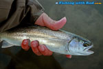 Fall coastal cutthroat trout
