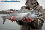 Fraser River coho salmon