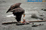 Hungry bald eagle