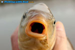 Mouth of a carp