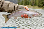 Beautiful BC rainbow trout