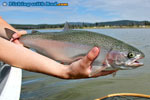 Beautiful rainbow trout from Tunkwa Lake