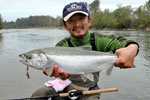Chilliwack River coho salmon