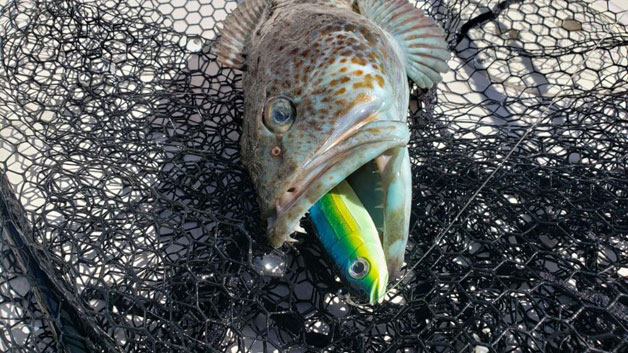 Gulf Island lingcod fishing