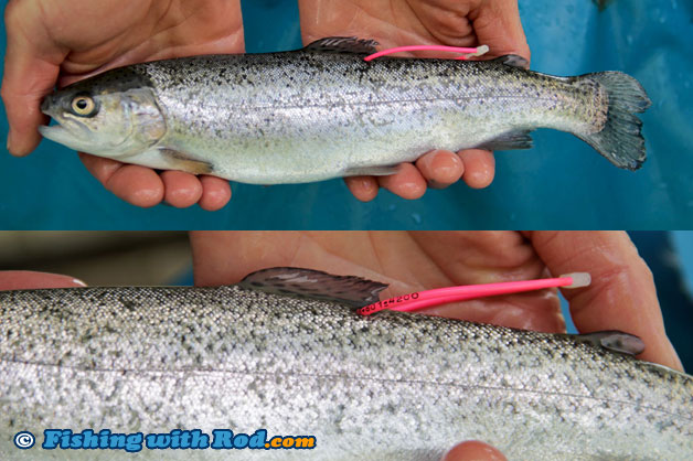 Catch a tagged rainbow trout in BC and win $100!