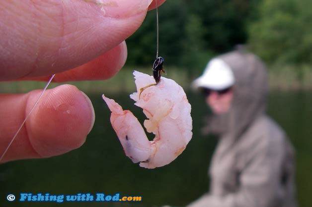 Shrimp as bait for trout