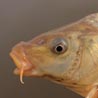 Vancouver freshwater fishing report