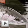 Float Fishing for Steelhead Float Fishing for Steelhead
