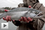 Sneaky coho jacks Sneaky coho jacks