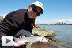 Fall Vancouver Bull Trout Fall Vancouver Bull Trout