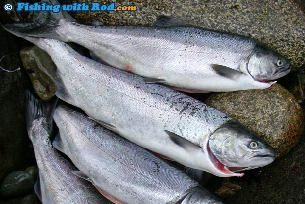 Chinook Salmon & Coho Salmon