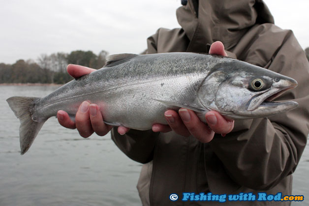 A silver hatchery coho indicates that it just arrived freshly from the ocean