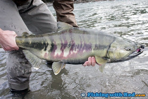 This chum salmon was rather coloured and the dark belly suggests that it would not be good for eating