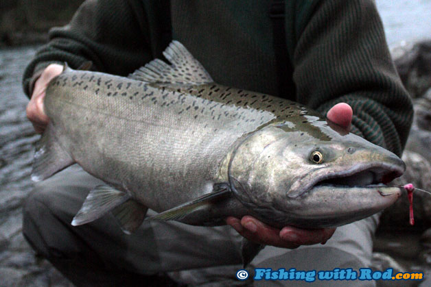 This chinook salmon is not completely dark, but was released so it could finish spawning