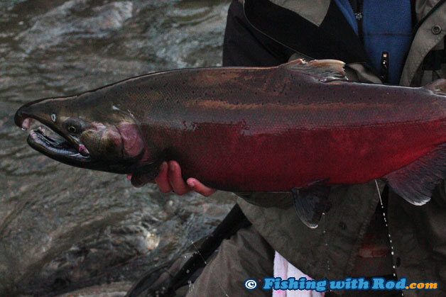 When should you not keep a salmon in rivers?